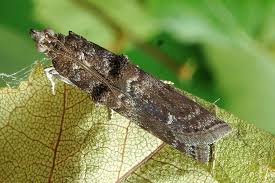 Attēlu rezultāti vaicājumam “Ortholepis betulae”