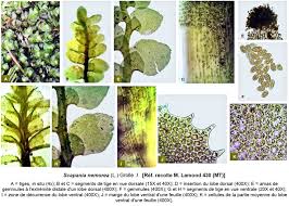 Attēlu rezultāti vaicājumam “Scapania nemorea”