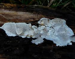 Attēlu rezultāti vaicājumam “Skeletocutis nivea”