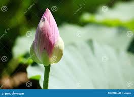 Attēlu rezultāti vaicājumam “Lotus sp. bud”