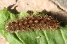 Attēlu rezultāti vaicājumam “Spilosoma lutea imago”