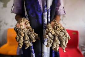 Image result for Lewandowsky-Lutz