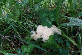 Attēlu rezultāti vaicājumam “Fuligo candida”