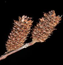 Attēlu rezultāti vaicājumam “Betula alleghaniensis fruit”