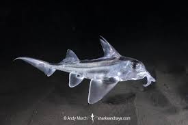 Image result for Callorhinchus capensis