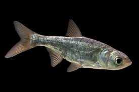 Image result for Hypophthalmichthys nobilis