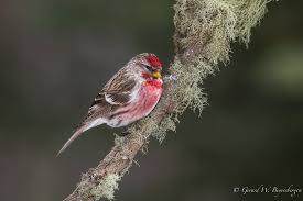 Attēlu rezultāti vaicājumam “Carduelis flammea male”