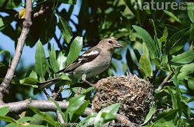 Attēlu rezultāti vaicājumam “Fringilla coelebs juvenile”
