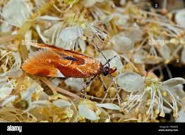 Attēlu rezultāti vaicājumam “Epicallima formosella”