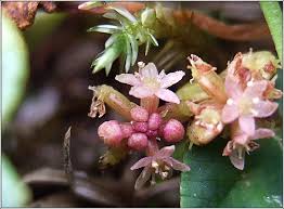 Attēlu rezultāti vaicājumam “Hydrocotyle vulgaris flower”