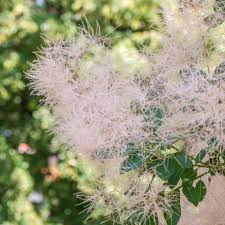 Attēlu rezultāti vaicājumam “Cotinus coggygria flower”