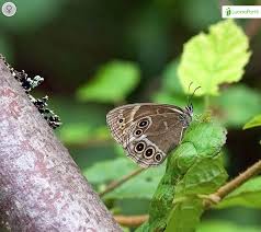 Attēlu rezultāti vaicājumam “Lopinga achine upperside”