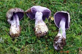 Attēlu rezultāti vaicājumam “Cortinarius violaceus”