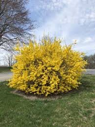 Attēlu rezultāti vaicājumam “Forsythia”