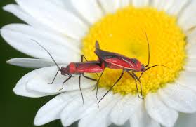 Attēlu rezultāti vaicājumam “Miridae”