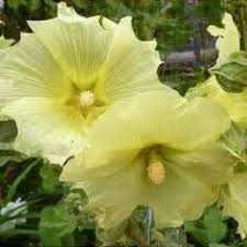 Image result for Alcea rugosa