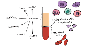 Image result for blood