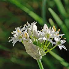 Image result for Allium tuberosum