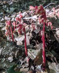 Attēlu rezultāti vaicājumam “Monotropa hypopitys”