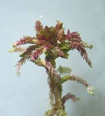 Attēlu rezultāti vaicājumam “Sphagnum russowii”