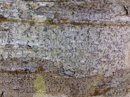 Attēlu rezultāti vaicājumam “Graphis scripta”