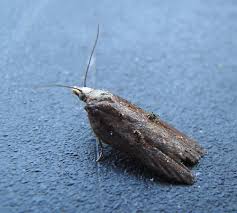 Attēlu rezultāti vaicājumam “Acleris cristana”