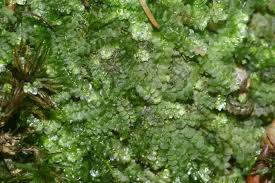 Attēlu rezultāti vaicājumam “Calypogeia”