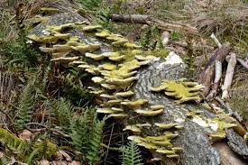 Attēlu rezultāti vaicājumam “Trametes hirsuta”