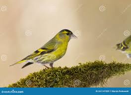 Attēlu rezultāti vaicājumam “Carduelis spinus”