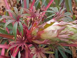 Image result for Helleborus foetidus