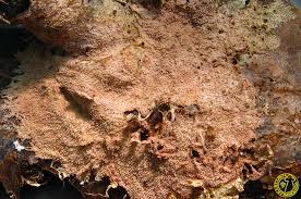 Attēlu rezultāti vaicājumam “Steccherinum fimbriatum”