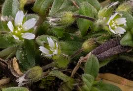 Attēlu rezultāti vaicājumam “Cerastium semidecandrum leaf”