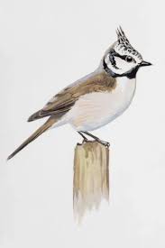 Attēlu rezultāti vaicājumam “Lophophanes cristatus”