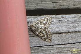 Attēlu rezultāti vaicājumam “Thera variata”