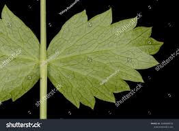 Attēlu rezultāti vaicājumam “Pimpinella saxifraga leaf”