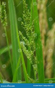 Attēlu rezultāti vaicājumam “Echinochloa crus-galli fruit”