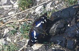 Attēlu rezultāti vaicājumam “Apatura iris male”