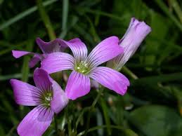 Attēlu rezultāti vaicājumam “Oxalidaceae”