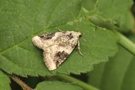 Attēlu rezultāti vaicājumam “Pseudeustrotia candidula”