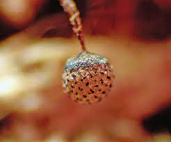 Attēlu rezultāti vaicājumam “Cribraria piriformis stalked”