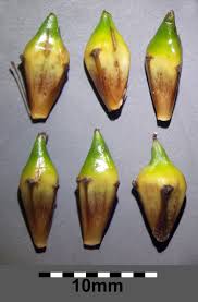 Attēlu rezultāti vaicājumam “Sparganium neglectum fruit”