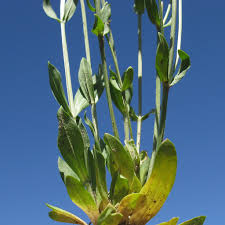 Attēlu rezultāti vaicājumam “Centaurium erythraea leaf”