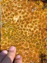 Attēlu rezultāti vaicājumam “Sphagnum austinii”