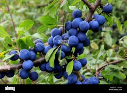 Attēlu rezultāti vaicājumam “Prunus spinosa fruit”