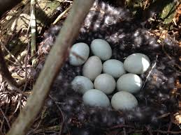 Attēlu rezultāti vaicājumam “Anas platyrhynchos eggs”