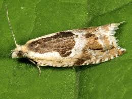 Attēlu rezultāti vaicājumam “Ancylis myrtillana”