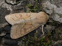 Attēlu rezultāti vaicājumam “Orthosia miniosa”