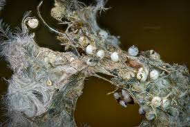 Attēlu rezultāti vaicājumam “Diderma rufostriatum spores”