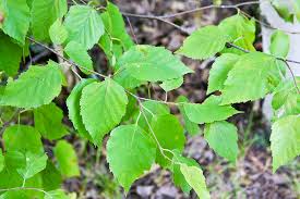 Attēlu rezultāti vaicājumam “Betula papyrifera leaf”