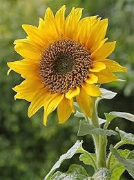 Image result for Helianthus annuus